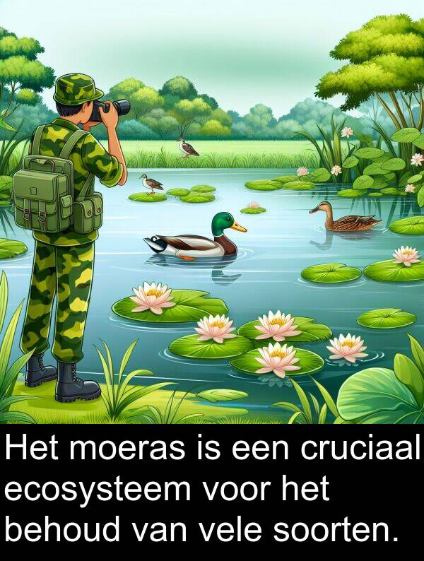 soorten: Het moeras is een cruciaal ecosysteem voor het behoud van vele soorten.