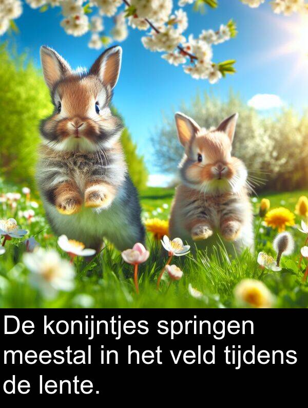 tijdens: De konijntjes springen meestal in het veld tijdens de lente.