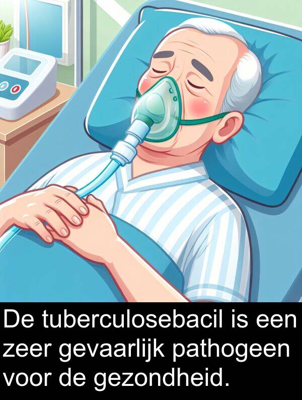 gevaarlijk: De tuberculosebacil is een zeer gevaarlijk pathogeen voor de gezondheid.