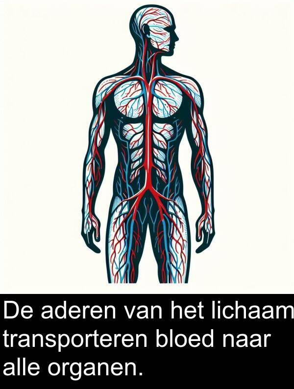 bloed: De aderen van het lichaam transporteren bloed naar alle organen.