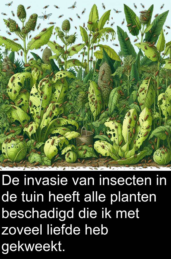 gekweekt: De invasie van insecten in de tuin heeft alle planten beschadigd die ik met zoveel liefde heb gekweekt.