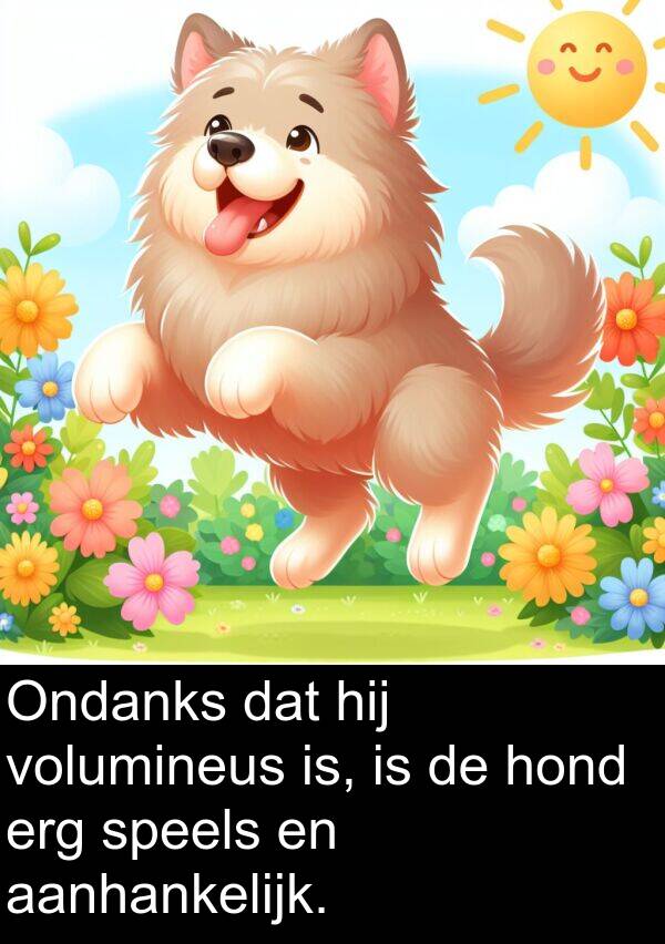 speels: Ondanks dat hij volumineus is, is de hond erg speels en aanhankelijk.