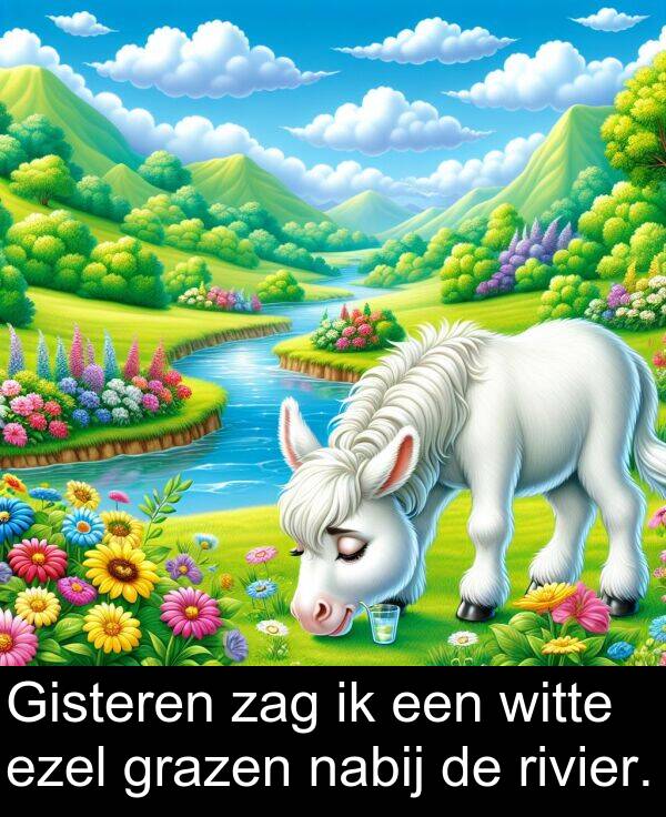 grazen: Gisteren zag ik een witte ezel grazen nabij de rivier.