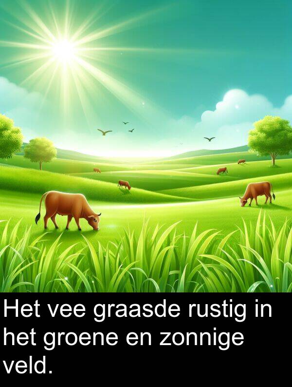 groene: Het vee graasde rustig in het groene en zonnige veld.