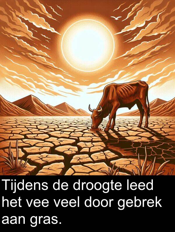 droogte: Tijdens de droogte leed het vee veel door gebrek aan gras.