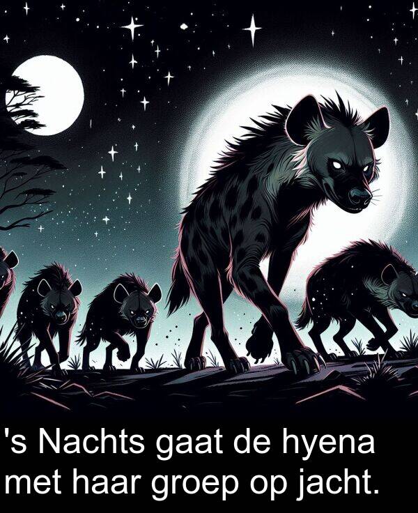 groep: 's Nachts gaat de hyena met haar groep op jacht.