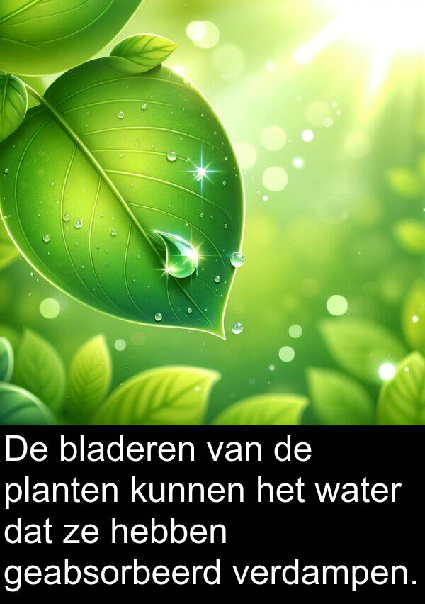 bladeren: De bladeren van de planten kunnen het water dat ze hebben geabsorbeerd verdampen.