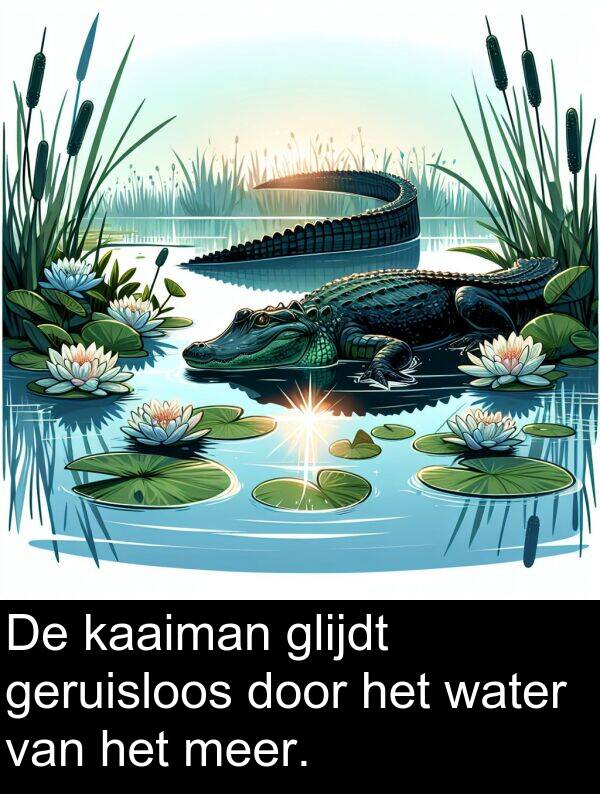 glijdt: De kaaiman glijdt geruisloos door het water van het meer.
