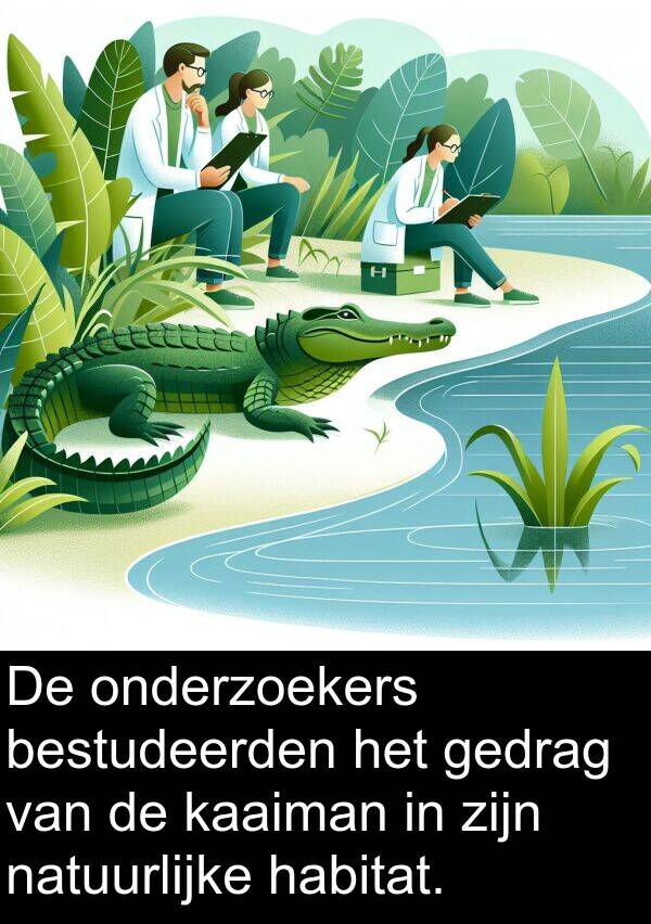 bestudeerden: De onderzoekers bestudeerden het gedrag van de kaaiman in zijn natuurlijke habitat.