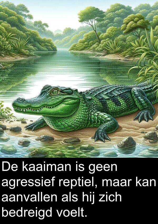 kaaiman: De kaaiman is geen agressief reptiel, maar kan aanvallen als hij zich bedreigd voelt.