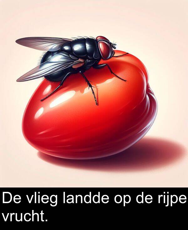 vrucht: De vlieg landde op de rijpe vrucht.