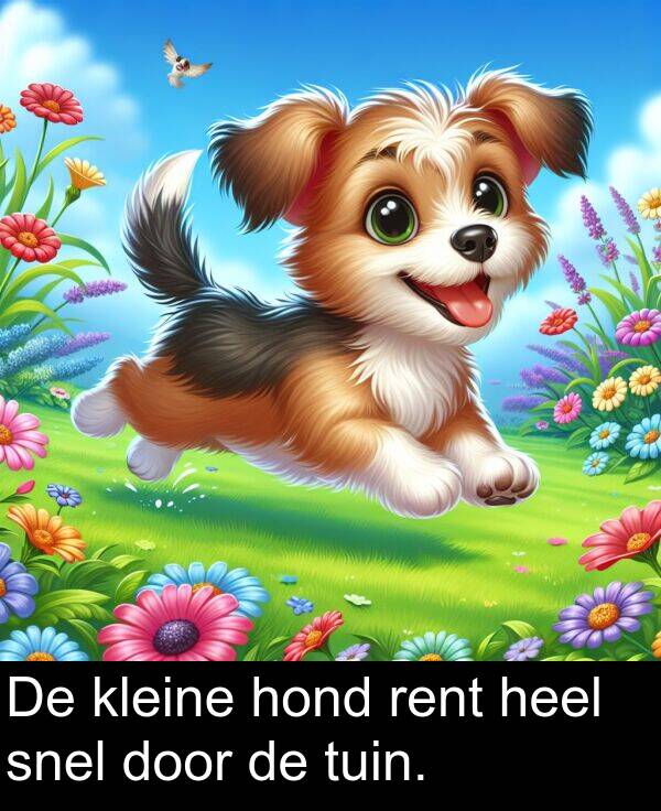 snel: De kleine hond rent heel snel door de tuin.