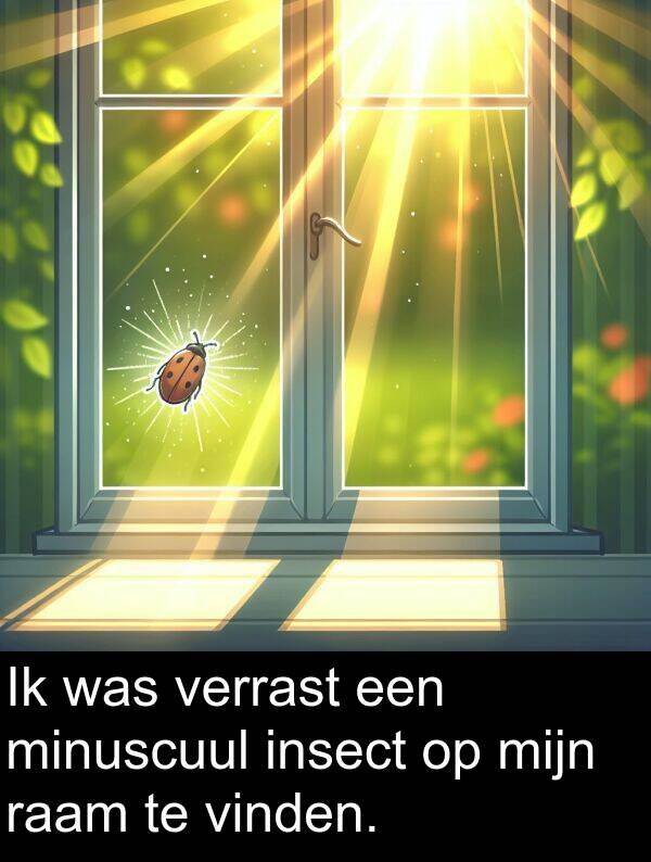vinden: Ik was verrast een minuscuul insect op mijn raam te vinden.