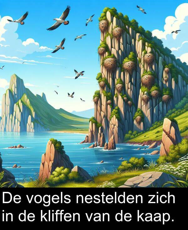 kaap: De vogels nestelden zich in de kliffen van de kaap.