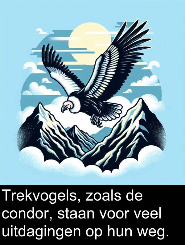 staan: Trekvogels, zoals de condor, staan voor veel uitdagingen op hun weg.