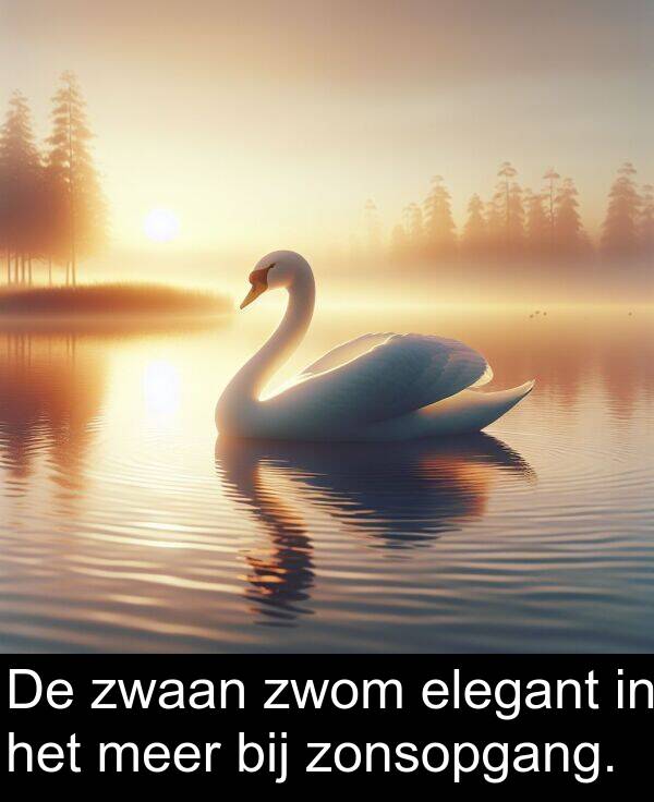 zonsopgang: De zwaan zwom elegant in het meer bij zonsopgang.