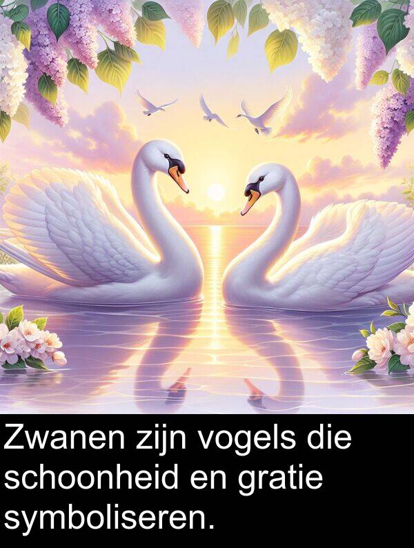 gratie: Zwanen zijn vogels die schoonheid en gratie symboliseren.