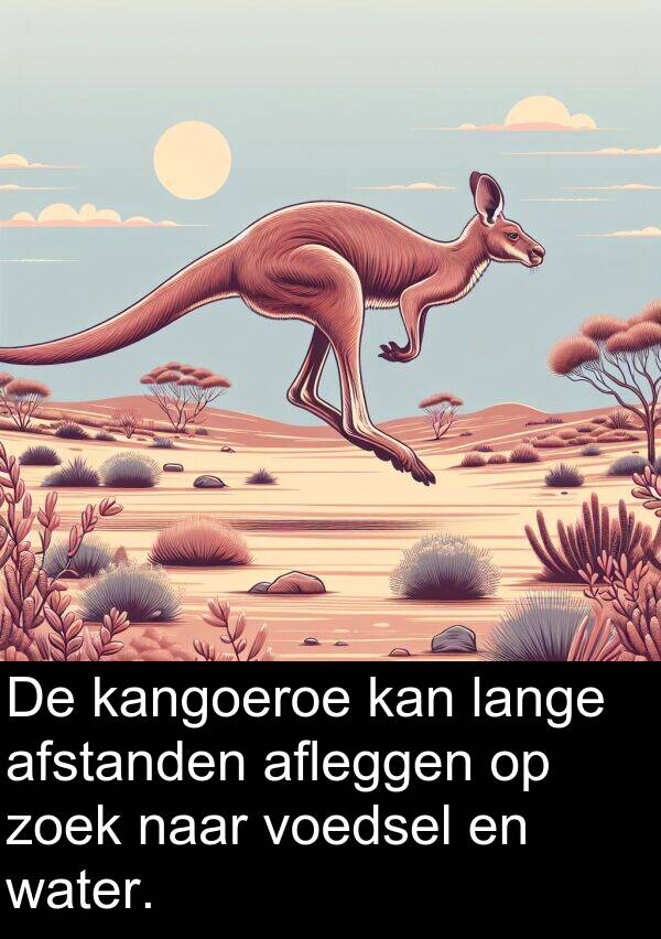 kangoeroe: De kangoeroe kan lange afstanden afleggen op zoek naar voedsel en water.