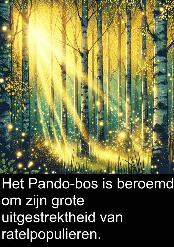 beroemd: Het Pando-bos is beroemd om zijn grote uitgestrektheid van ratelpopulieren.