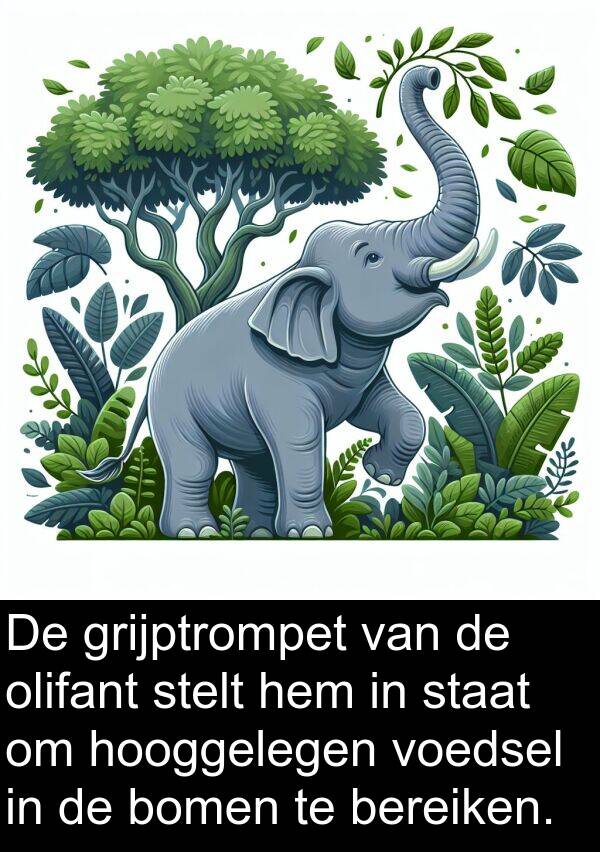 grijptrompet: De grijptrompet van de olifant stelt hem in staat om hooggelegen voedsel in de bomen te bereiken.