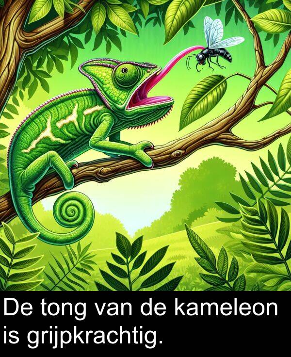 grijpkrachtig: De tong van de kameleon is grijpkrachtig.