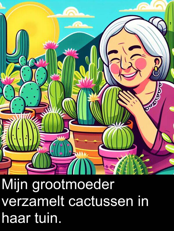 grootmoeder: Mijn grootmoeder verzamelt cactussen in haar tuin.
