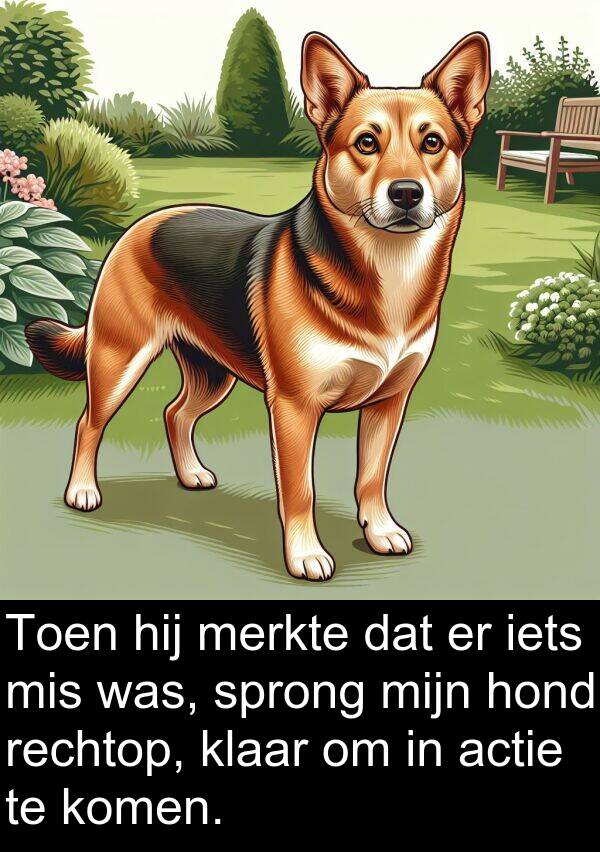 mis: Toen hij merkte dat er iets mis was, sprong mijn hond rechtop, klaar om in actie te komen.