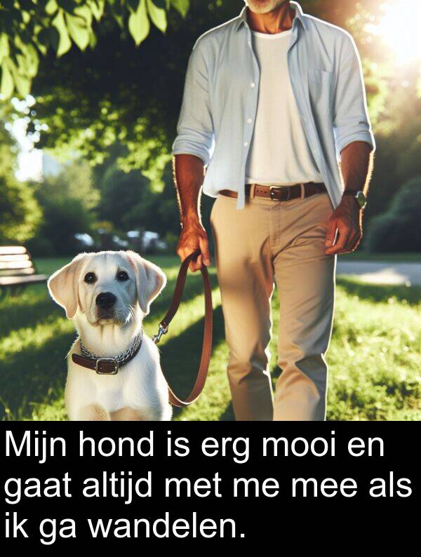 mee: Mijn hond is erg mooi en gaat altijd met me mee als ik ga wandelen.