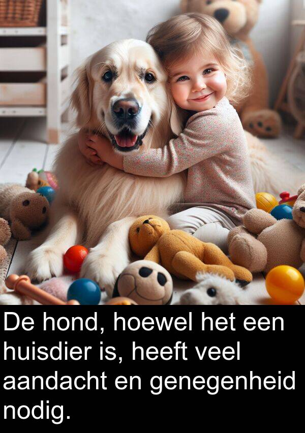 nodig: De hond, hoewel het een huisdier is, heeft veel aandacht en genegenheid nodig.