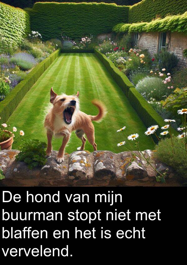 stopt: De hond van mijn buurman stopt niet met blaffen en het is echt vervelend.