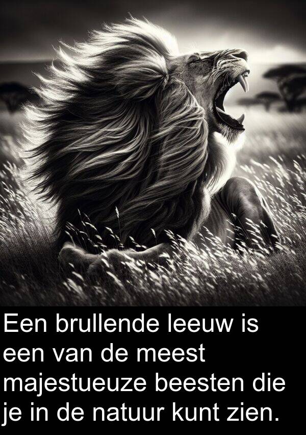 brullende: Een brullende leeuw is een van de meest majestueuze beesten die je in de natuur kunt zien.