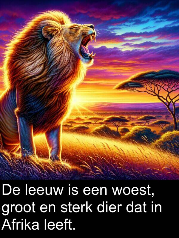 groot: De leeuw is een woest, groot en sterk dier dat in Afrika leeft.