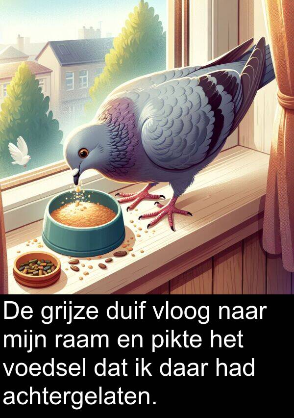 grijze: De grijze duif vloog naar mijn raam en pikte het voedsel dat ik daar had achtergelaten.