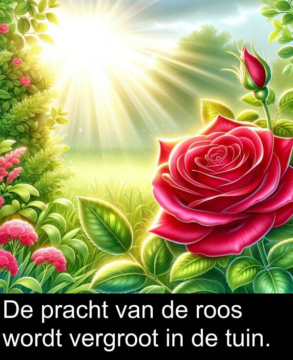 tuin: De pracht van de roos wordt vergroot in de tuin.