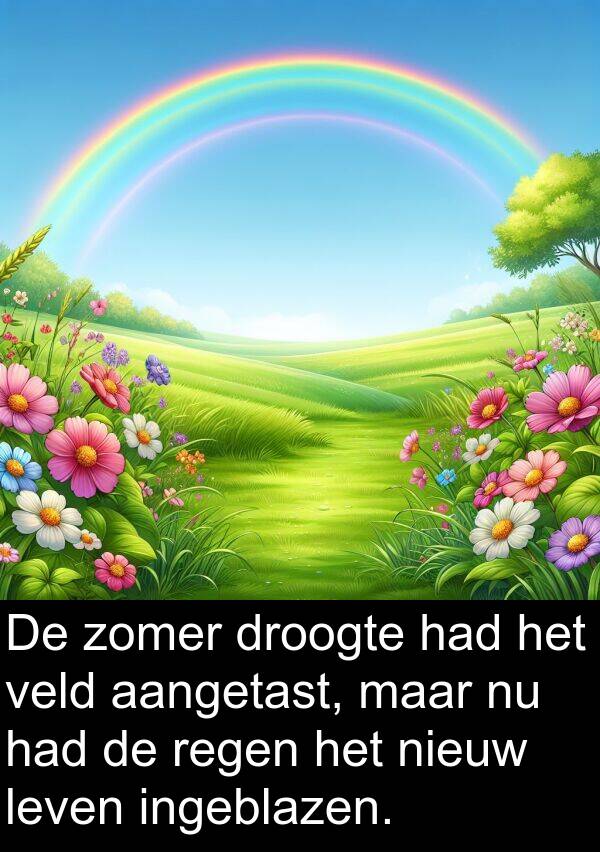 droogte: De zomer droogte had het veld aangetast, maar nu had de regen het nieuw leven ingeblazen.