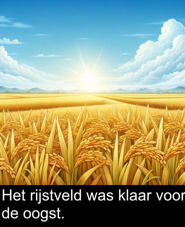voor: Het rijstveld was klaar voor de oogst.
