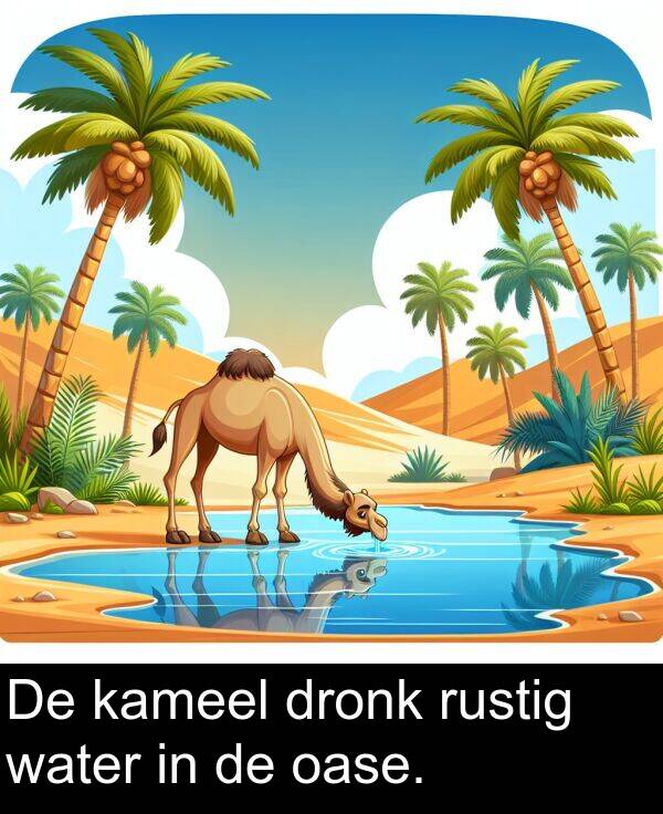 dronk: De kameel dronk rustig water in de oase.