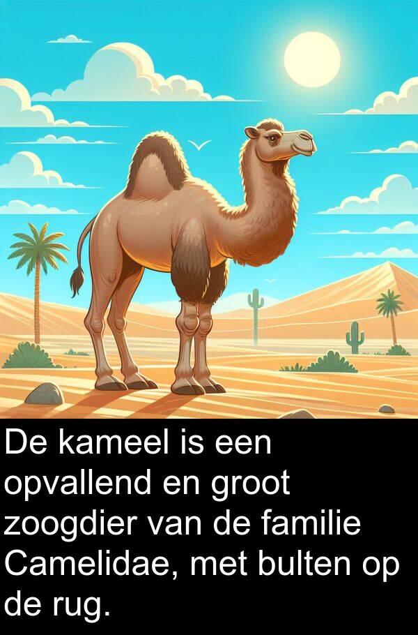 groot: De kameel is een opvallend en groot zoogdier van de familie Camelidae, met bulten op de rug.
