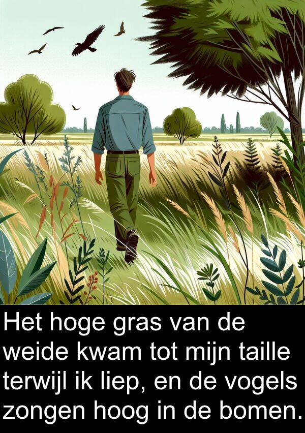 hoge: Het hoge gras van de weide kwam tot mijn taille terwijl ik liep, en de vogels zongen hoog in de bomen.