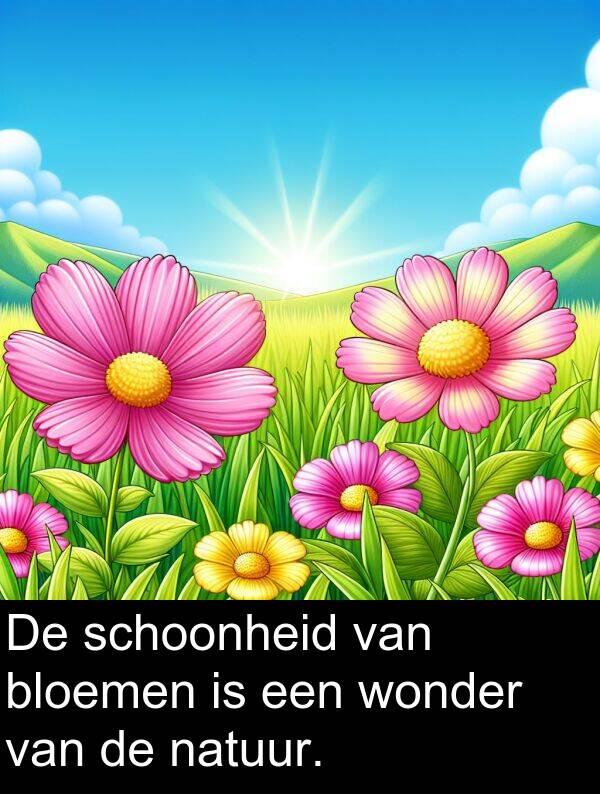 wonder: De schoonheid van bloemen is een wonder van de natuur.
