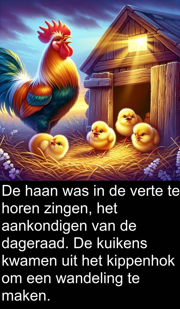 zingen: De haan was in de verte te horen zingen, het aankondigen van de dageraad. De kuikens kwamen uit het kippenhok om een wandeling te maken.
