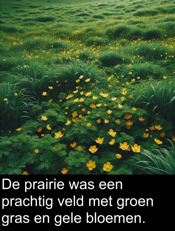 groen: De prairie was een prachtig veld met groen gras en gele bloemen.