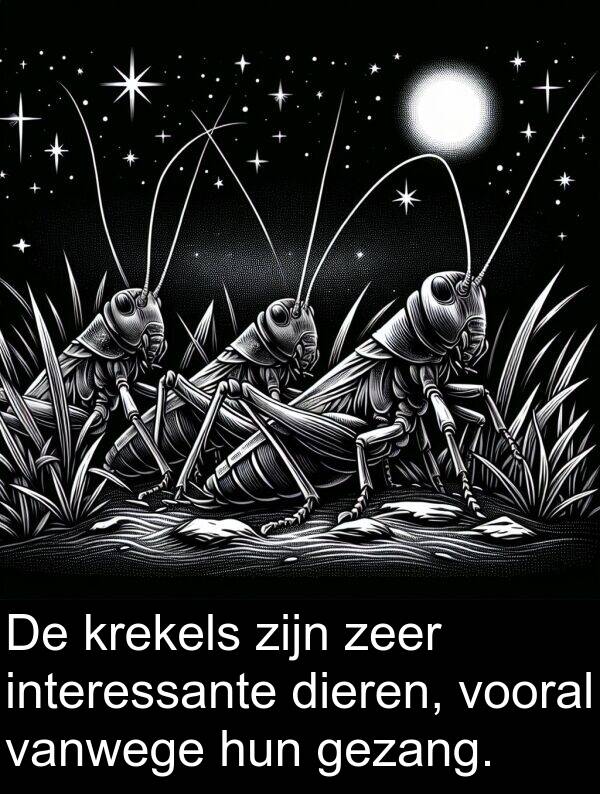 gezang: De krekels zijn zeer interessante dieren, vooral vanwege hun gezang.