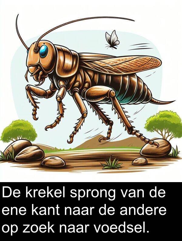andere: De krekel sprong van de ene kant naar de andere op zoek naar voedsel.