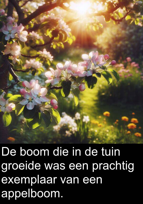 groeide: De boom die in de tuin groeide was een prachtig exemplaar van een appelboom.