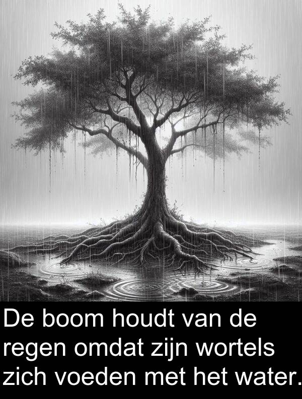 voeden: De boom houdt van de regen omdat zijn wortels zich voeden met het water.