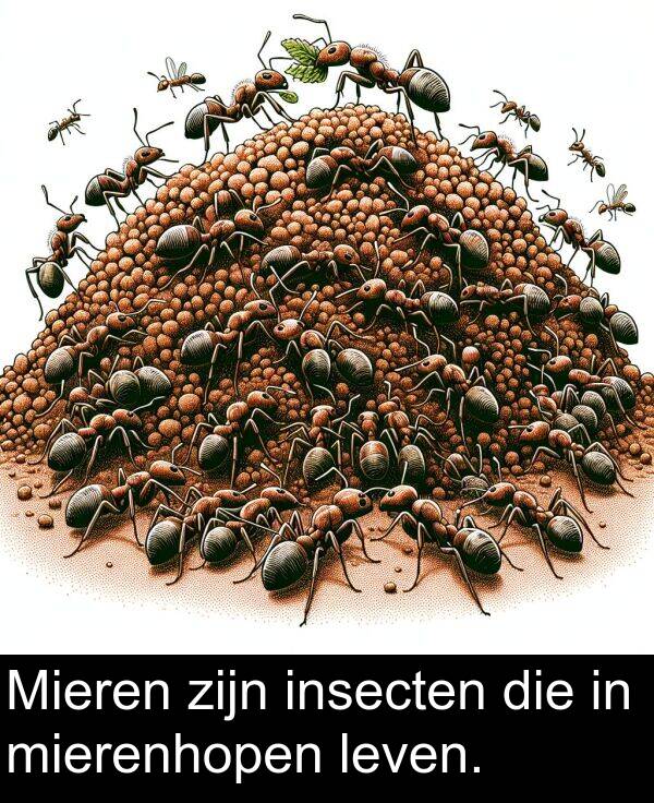 zijn: Mieren zijn insecten die in mierenhopen leven.