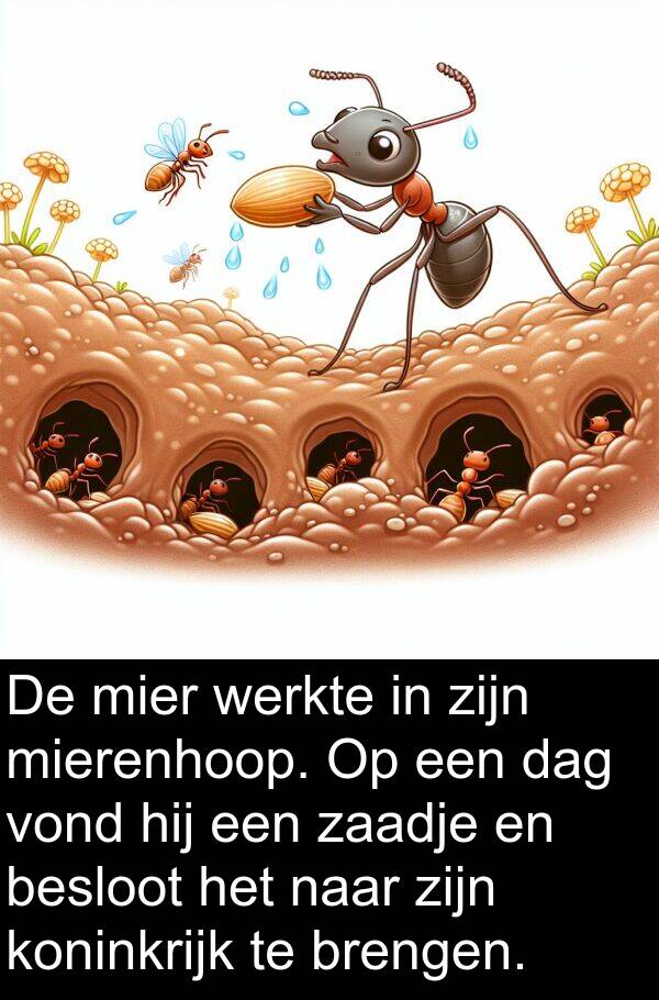 koninkrijk: De mier werkte in zijn mierenhoop. Op een dag vond hij een zaadje en besloot het naar zijn koninkrijk te brengen.