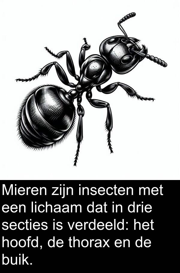 drie: Mieren zijn insecten met een lichaam dat in drie secties is verdeeld: het hoofd, de thorax en de buik.