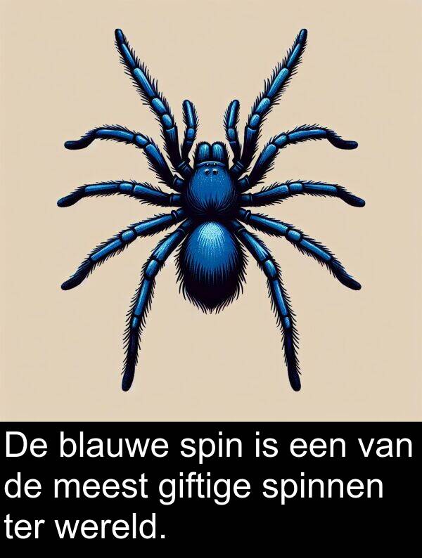 giftige: De blauwe spin is een van de meest giftige spinnen ter wereld.